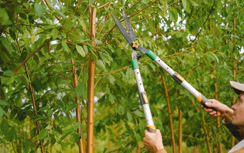 Tree trimming in Rothschild, WI